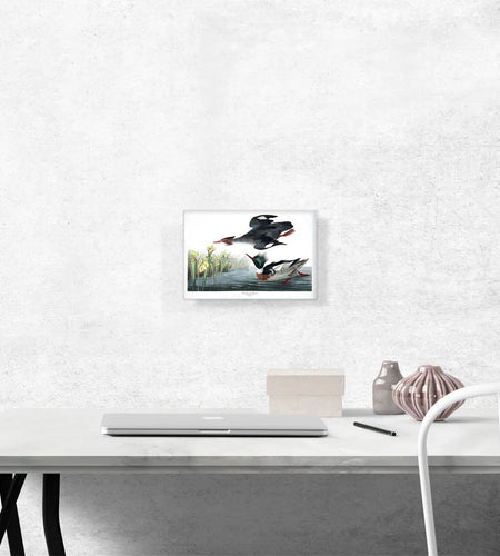 Red Breasted Merganser