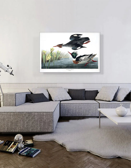 Load image into Gallery viewer, Red Breasted Merganser
