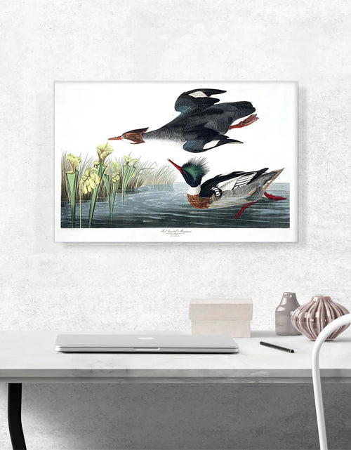 Load image into Gallery viewer, Red Breasted Merganser
