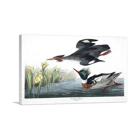 Red Breasted Merganser