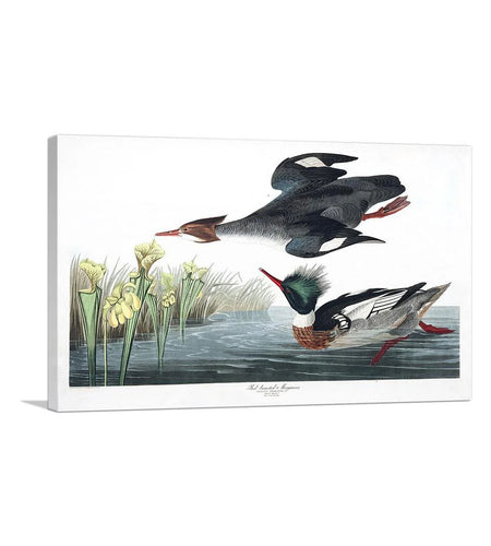 Red Breasted Merganser