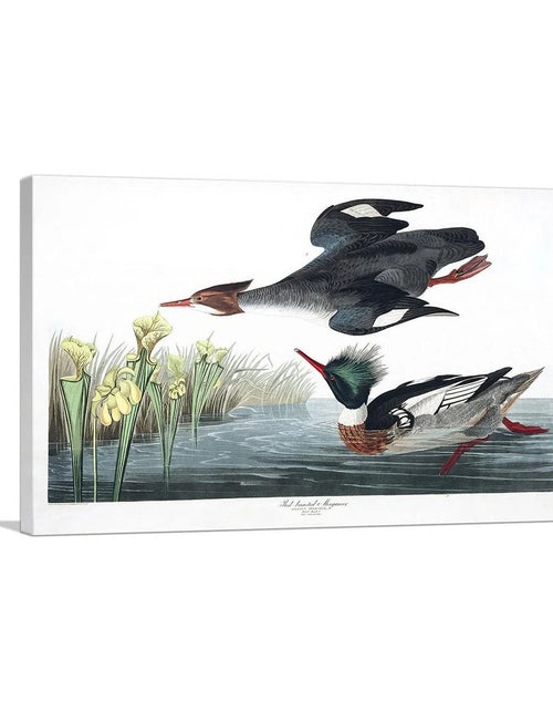 Load image into Gallery viewer, Red Breasted Merganser
